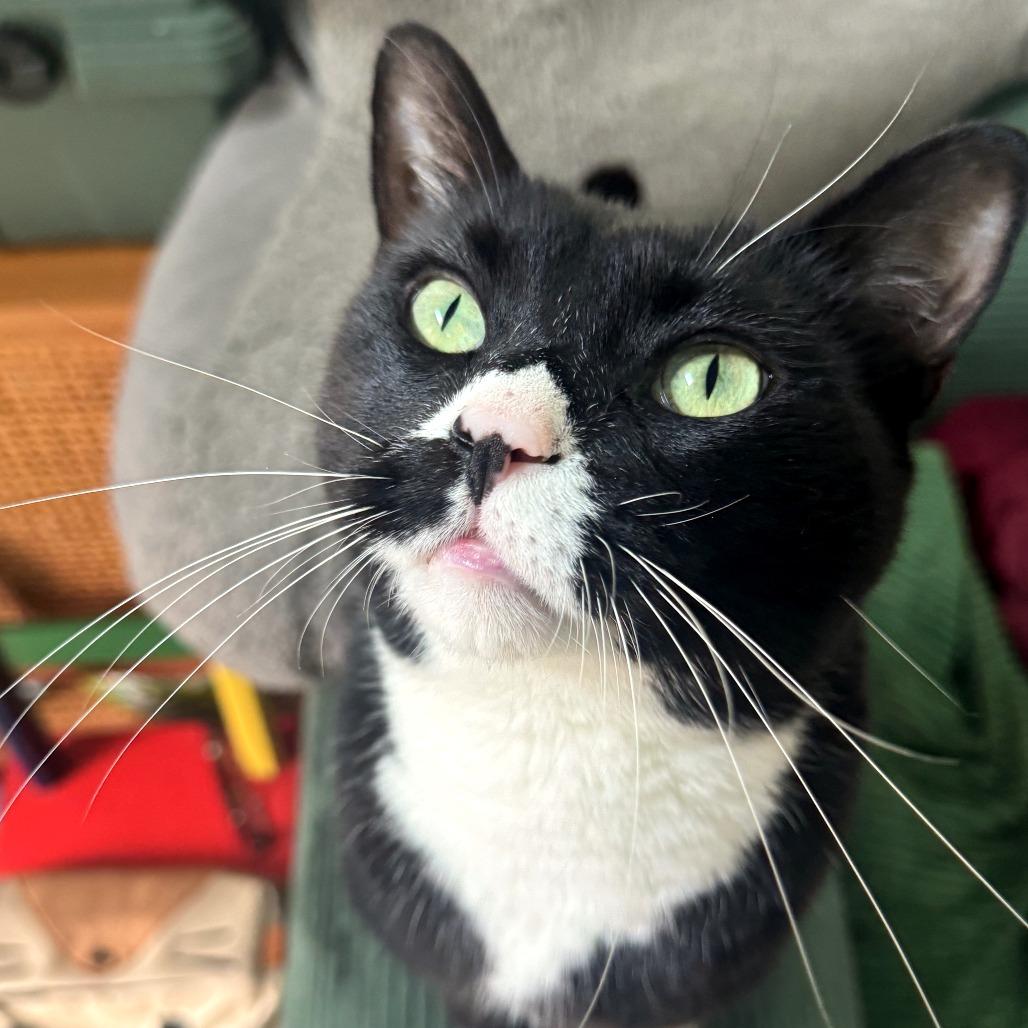 Enlarge Zeke, a Adoptable mixed breed in Woodinville, WA image 6/6