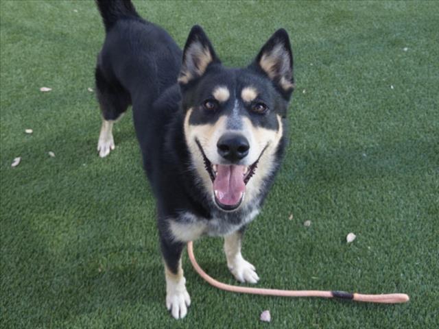 CHESTOR, Adoptable, Adult Male Siberian Husky.