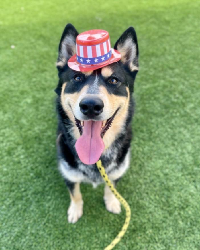Enlarge CHESTOR, a Adoptable Siberian Husky in Los Angeles, CA image 1/1