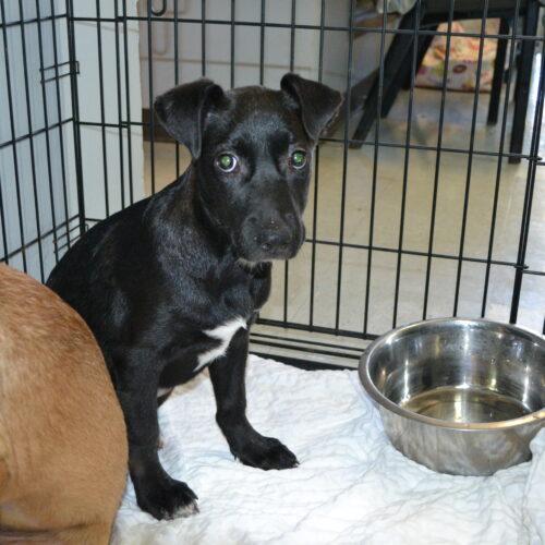 Shirley, Adoptable, Puppy Female German Shepherd Dog & Labrador Retriever.