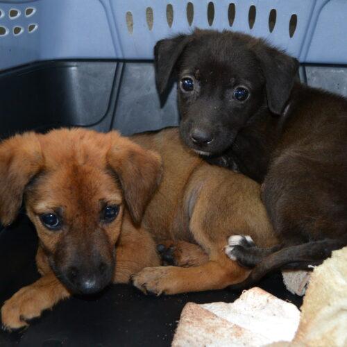 Shirley, Adoptable, Puppy Female Mixed Breed.