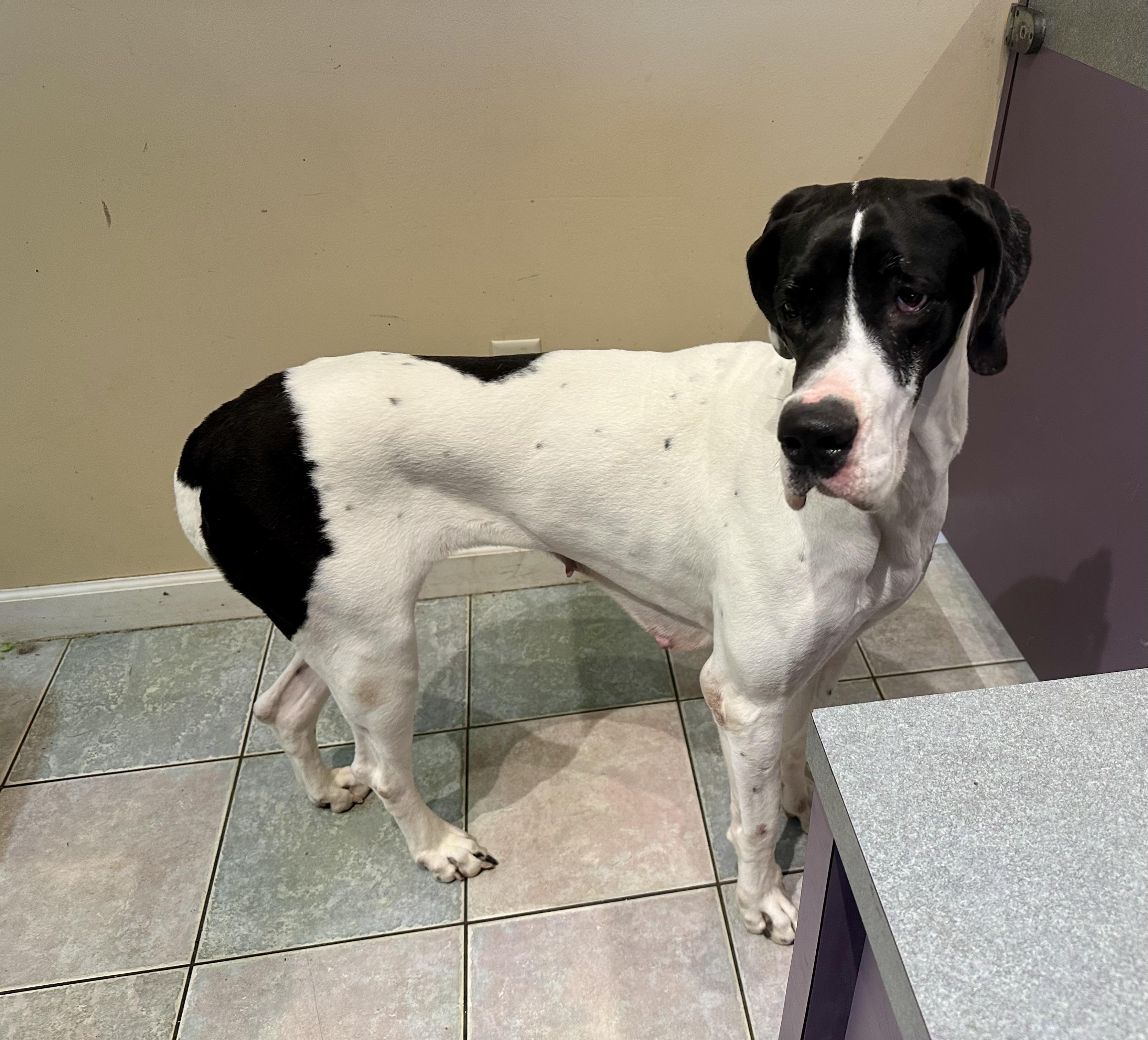 Enlarge PETITE GREAT DANE, an adoptable Great Dane in Northwood, OH image 3/3