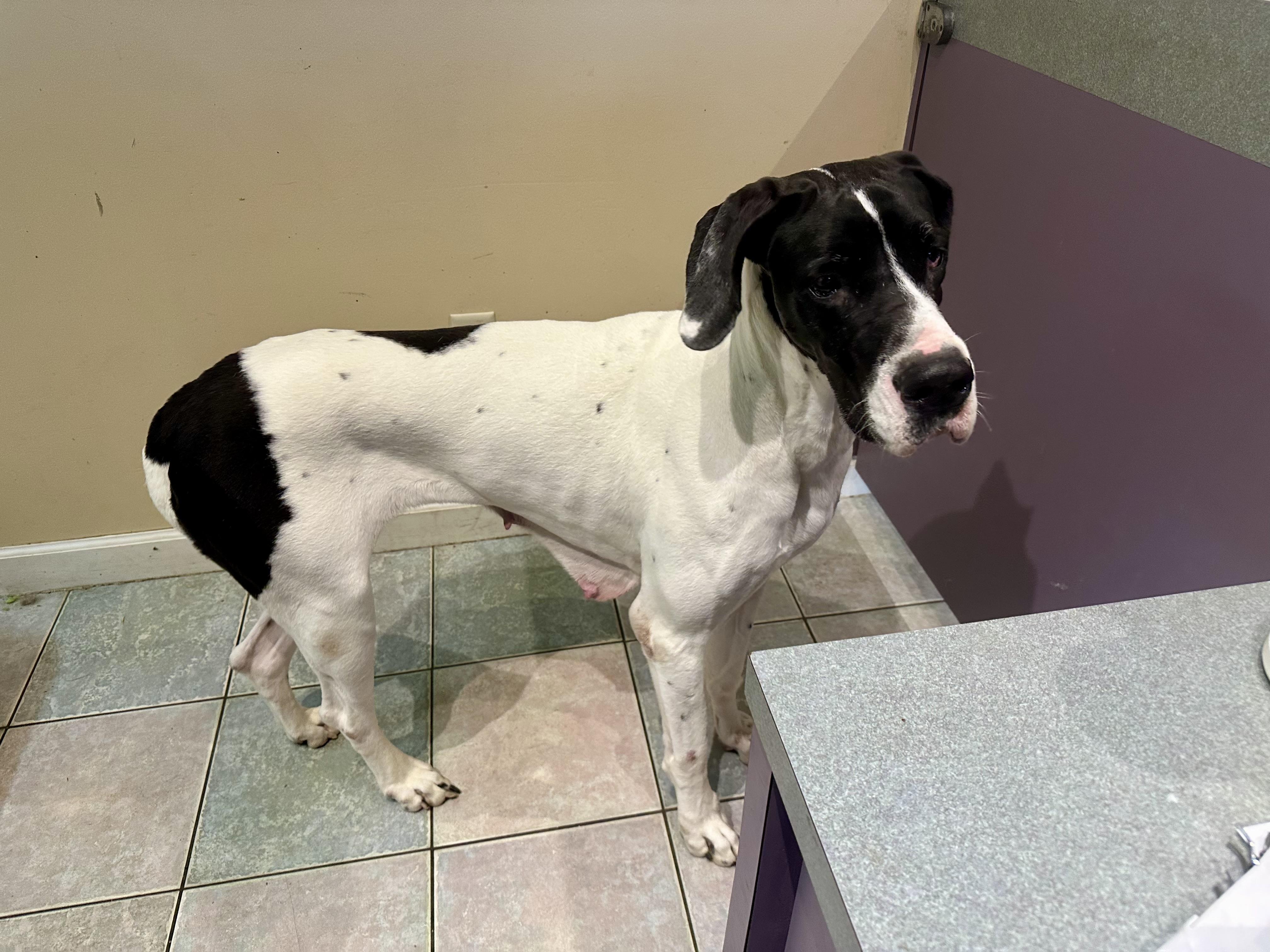 Enlarge PETITE GREAT DANE, an adoptable Great Dane in Northwood, OH image 2/3