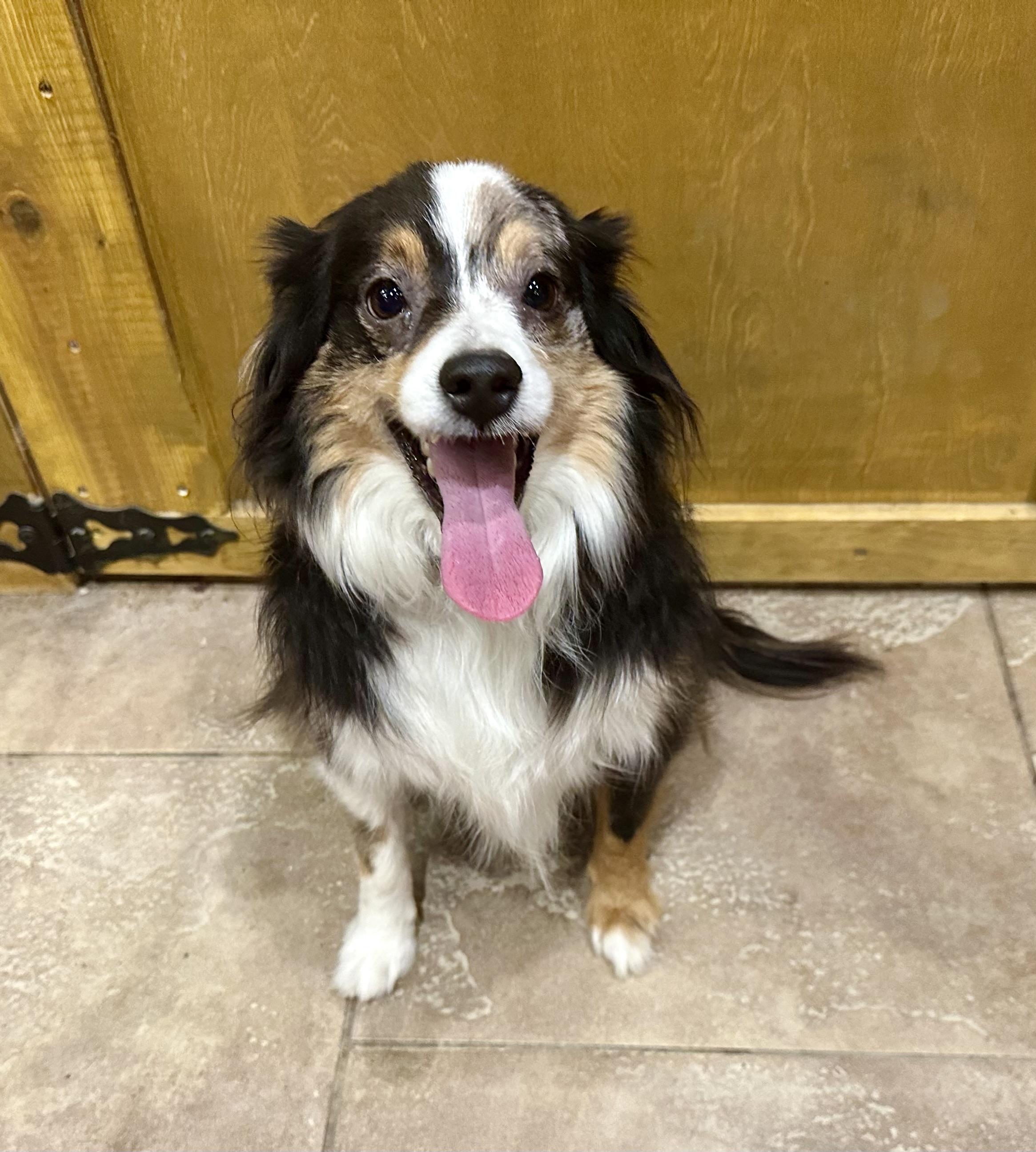 ONLY 18 POUNDS. SOOOOO CUTE, ADOPTABLE, Adult Male Australian Shepherd.
