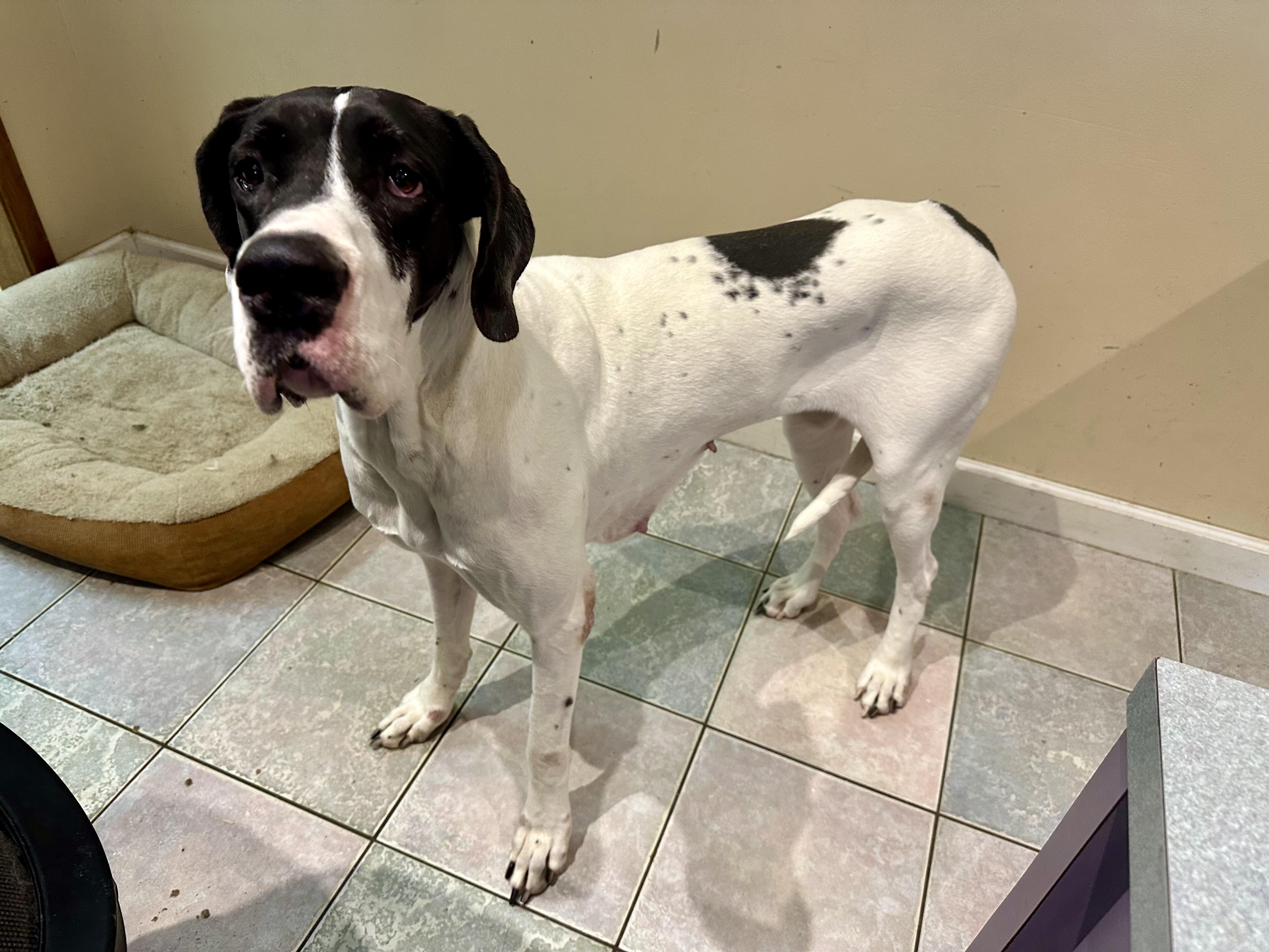 Enlarge PETITE GREAT DANE, an adoptable Great Dane in Northwood, OH image 1/3