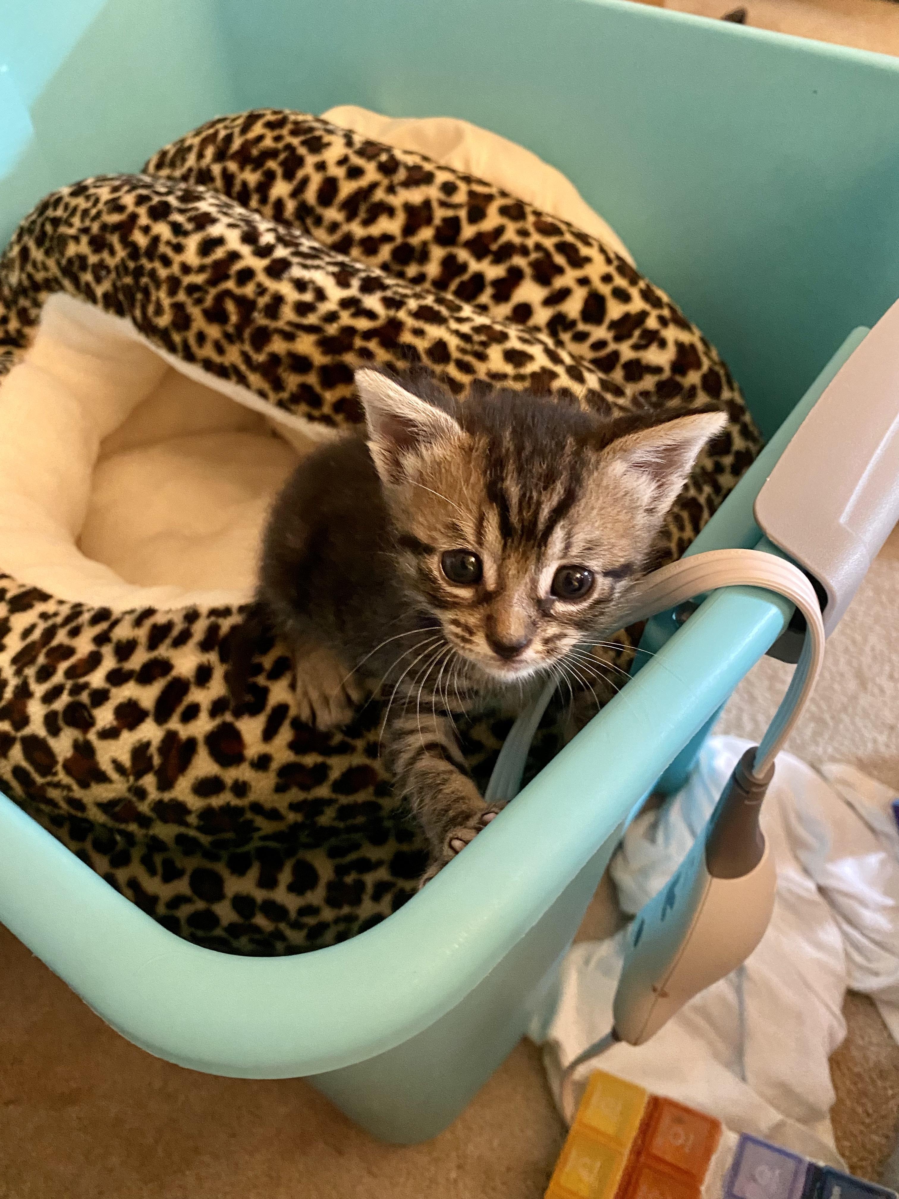 Enlarge Otter, a Adopted Domestic Short Hair in San Juan Capistrano, CA image 1/1