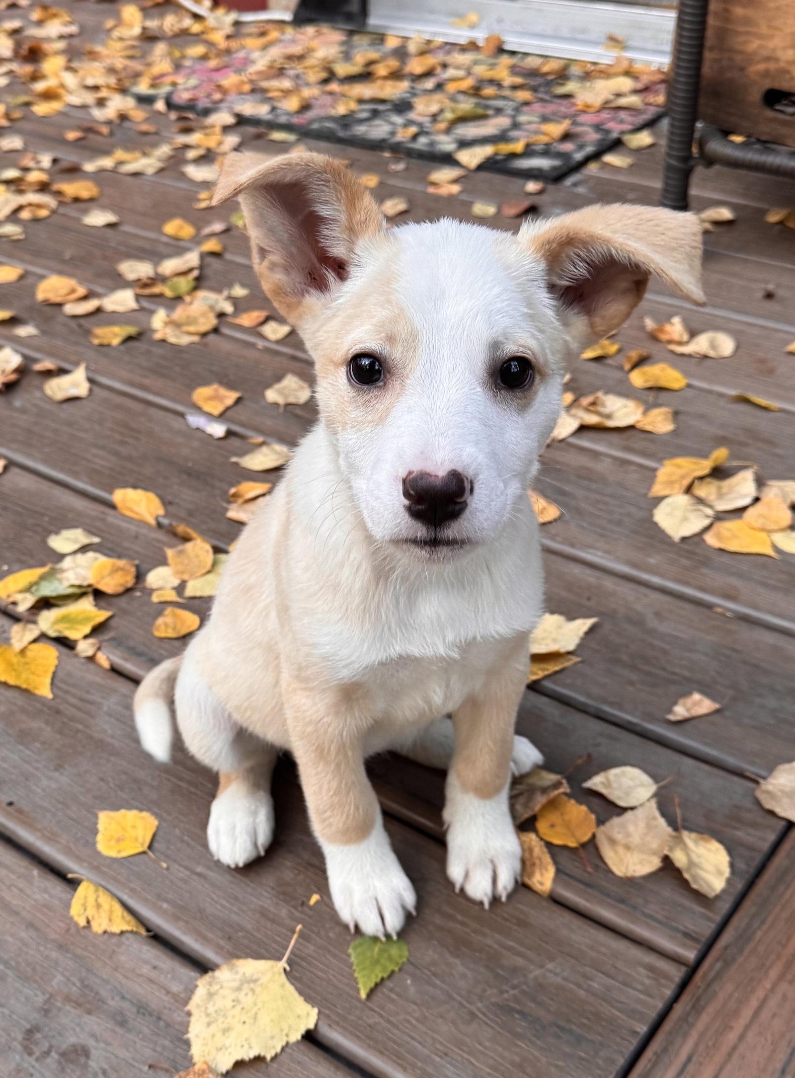 Aurora, Adoptable, Puppy Female Australian Shepherd.