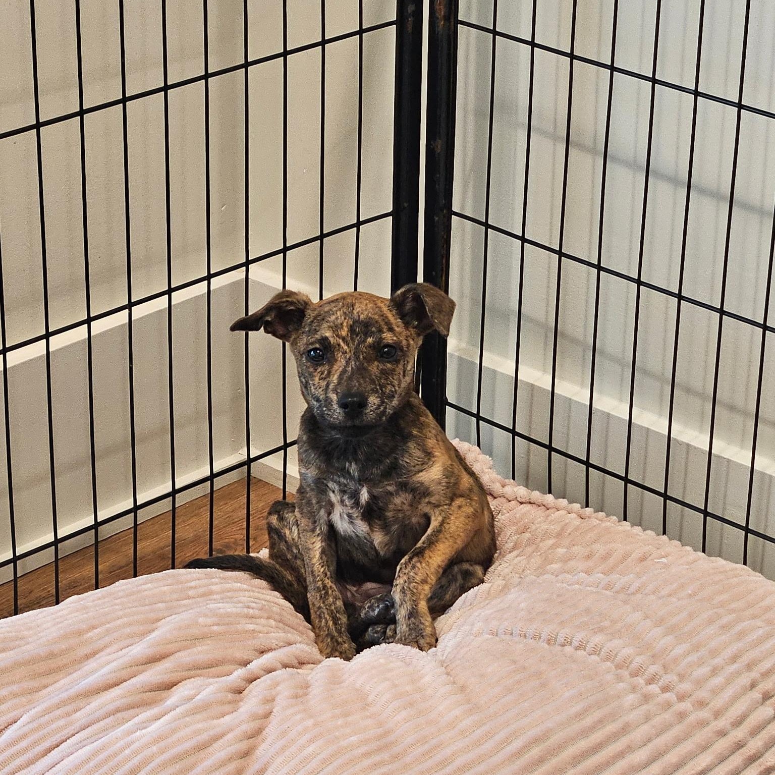 Enlarge Jack - Tiny, Beautiful, Lap Puppy!!, a ADOPTABLE mixed breed in Buford, GA image 2/6