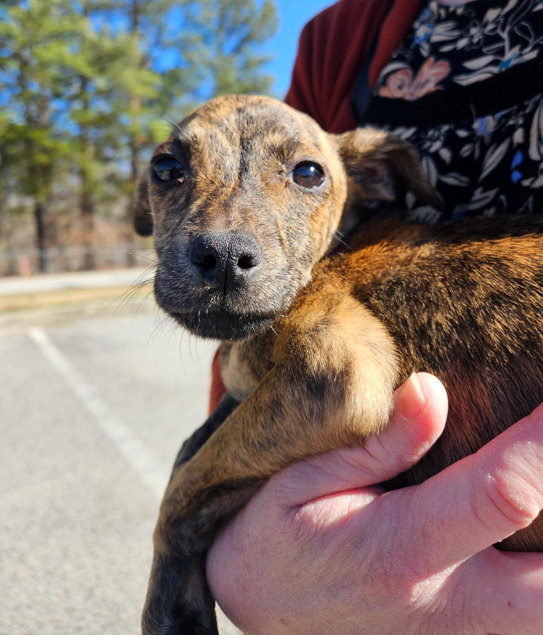 Enlarge Jack - Tiny, Beautiful, Lap Puppy!!, a ADOPTABLE mixed breed in Buford, GA image 5/6