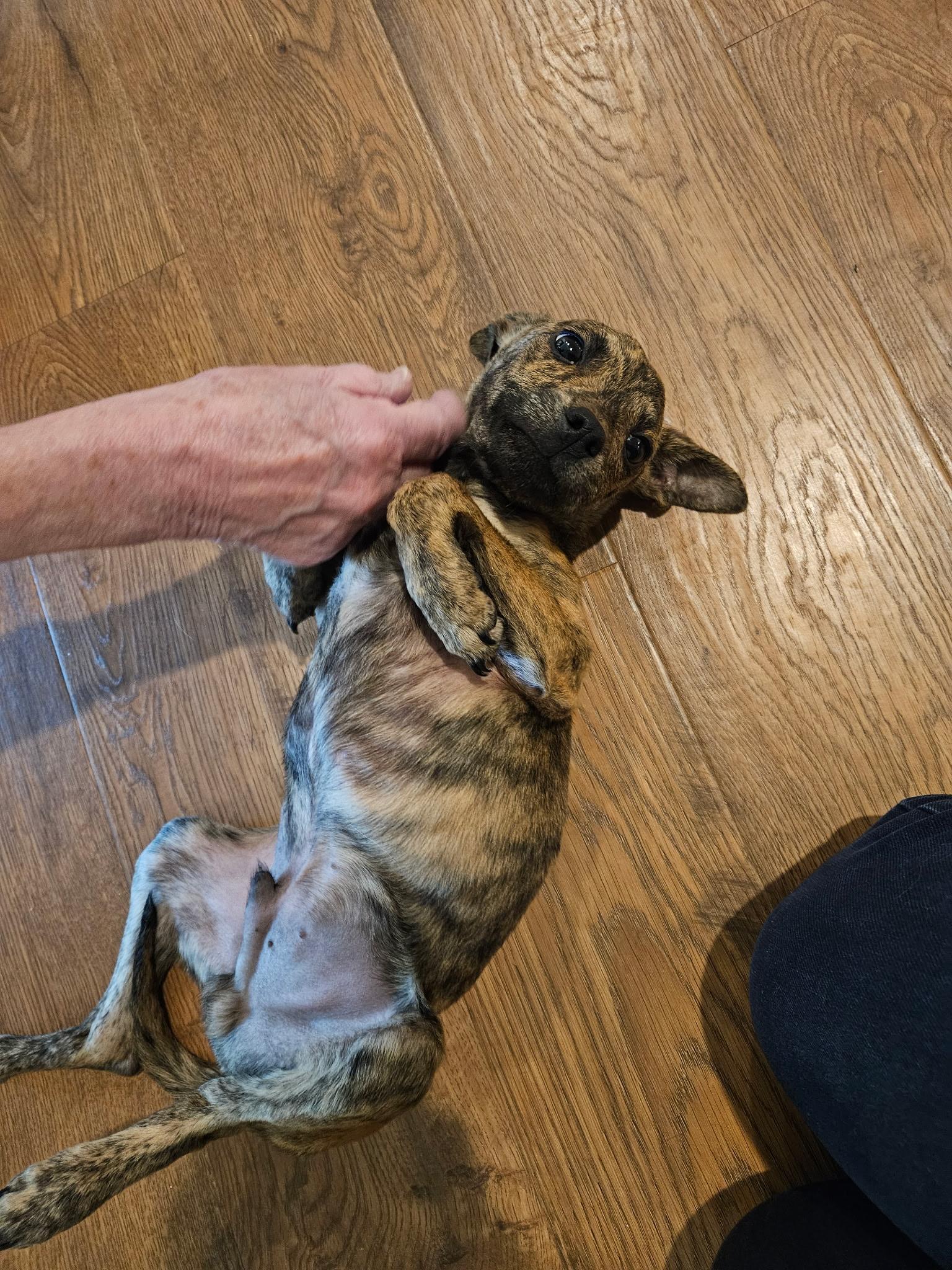 Enlarge Jack - Tiny, Beautiful, Lap Puppy!!, a ADOPTABLE mixed breed in Buford, GA image 4/6