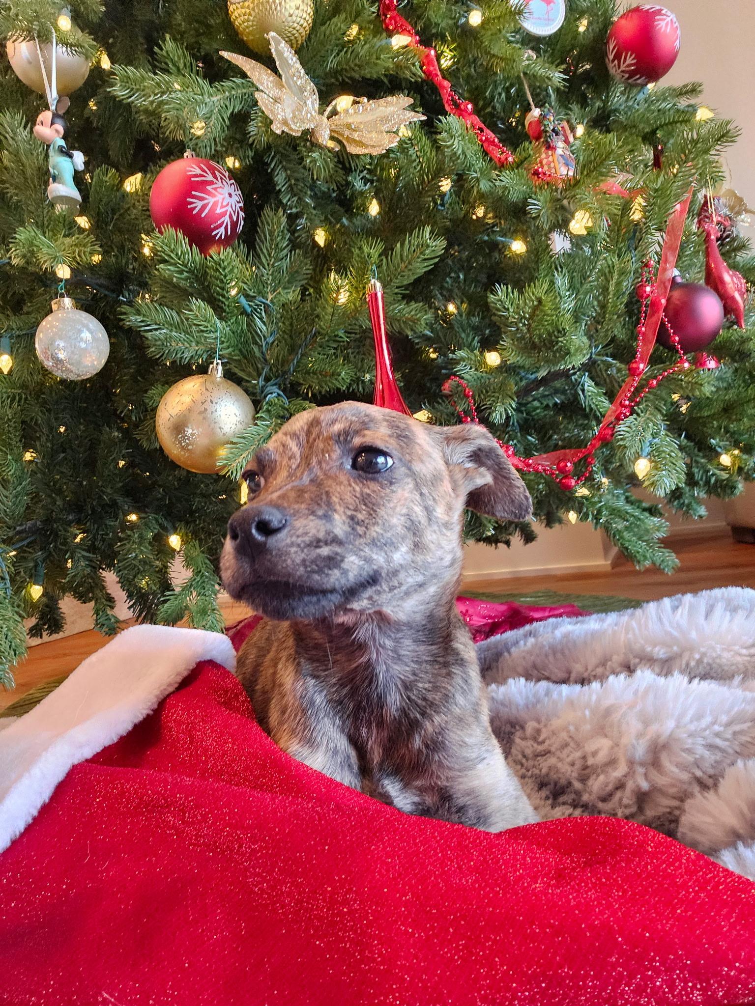 Enlarge Jack - Tiny, Beautiful, Lap Puppy!!, a ADOPTABLE mixed breed in Buford, GA image 3/6