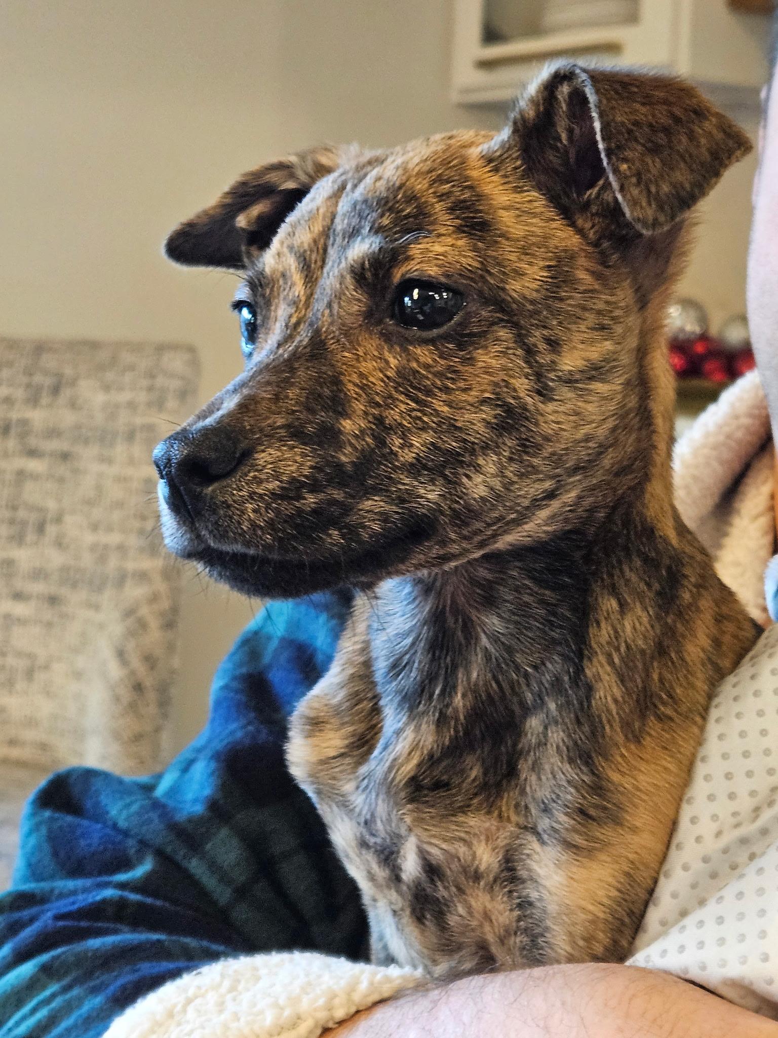 Jack - Tiny, Beautiful, Lap Puppy!!, ADOPTABLE, Puppy Male Chihuahua & Mixed Breed.