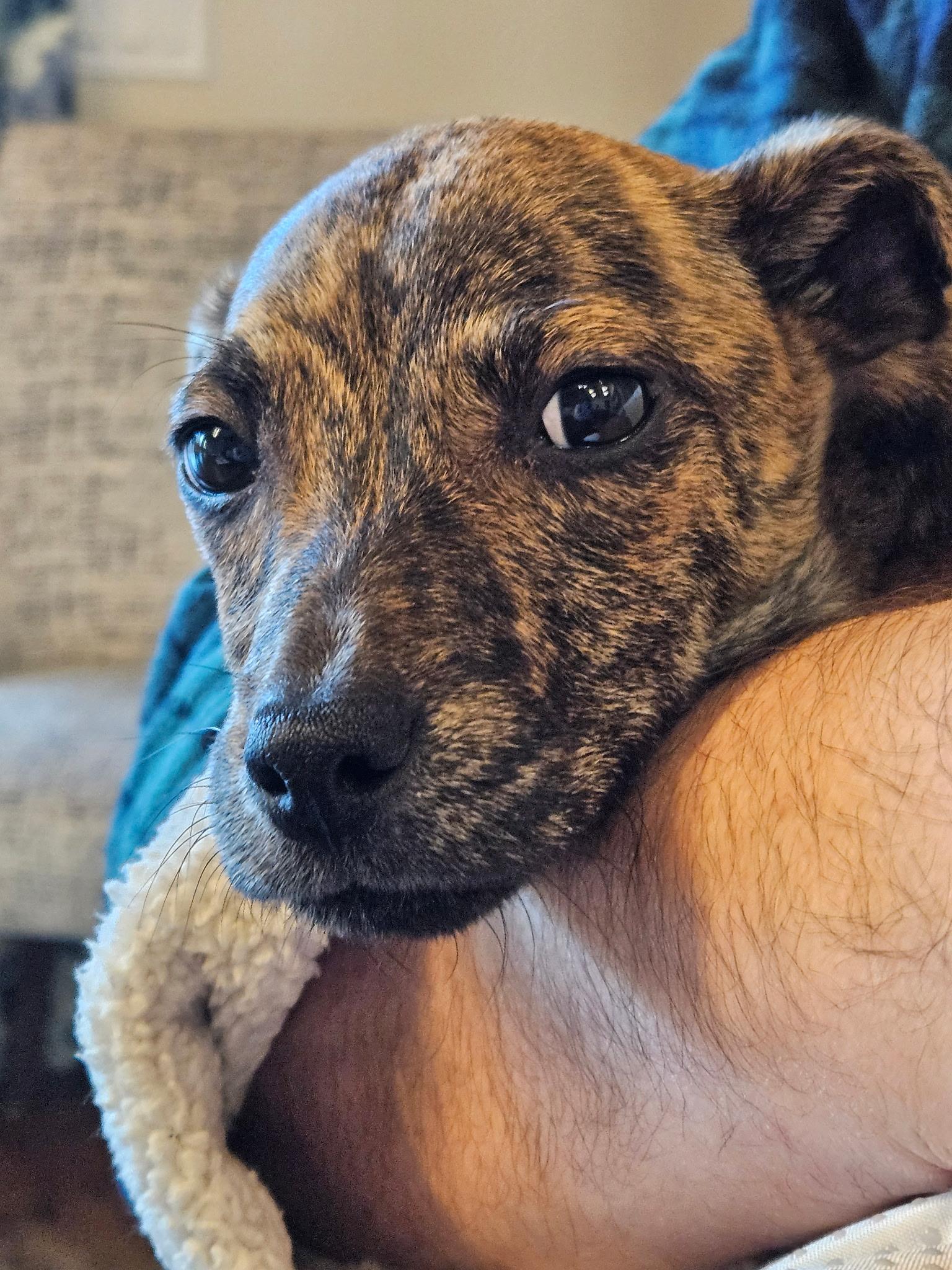 Enlarge Jack - Tiny, Beautiful, Lap Puppy!!, a ADOPTABLE mixed breed in Buford, GA image 6/6