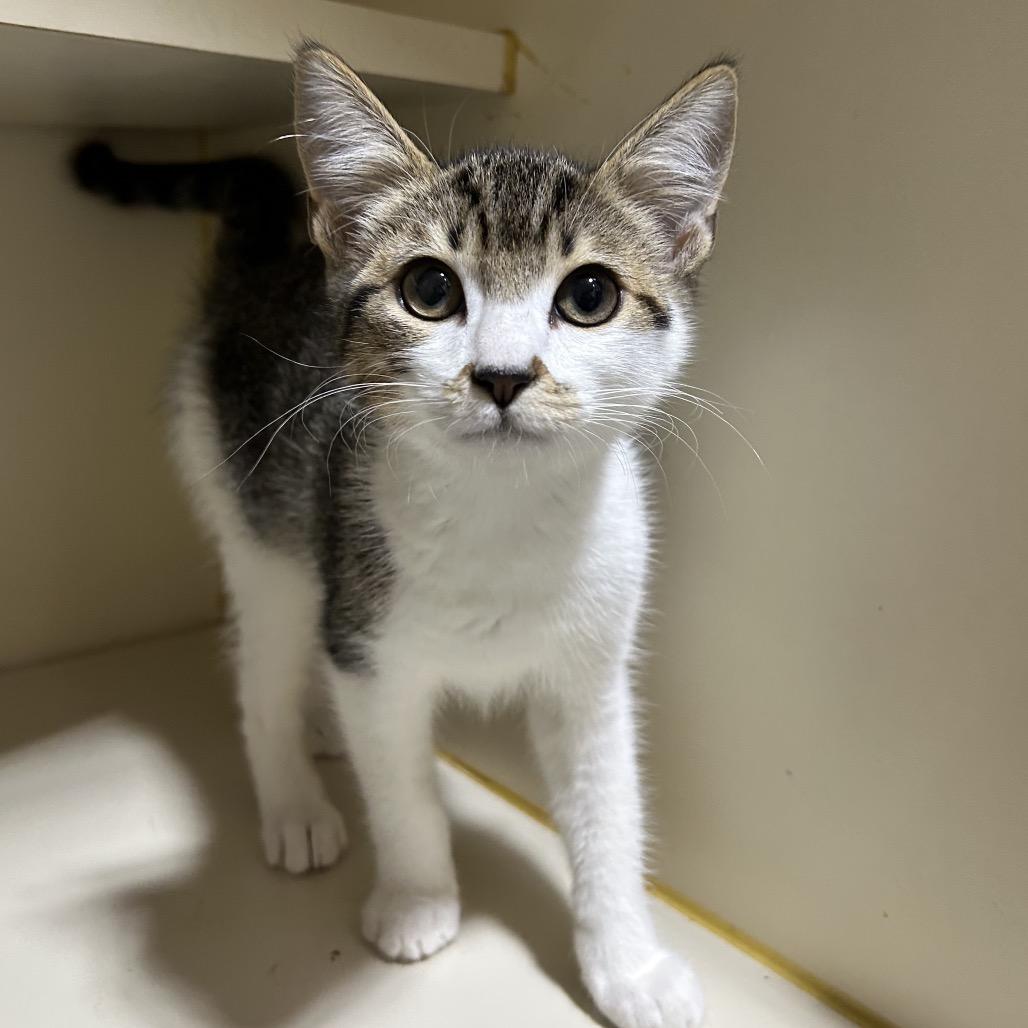 Anya, a Adoptable Domestic Short Hair in Marion, IL image 1/4