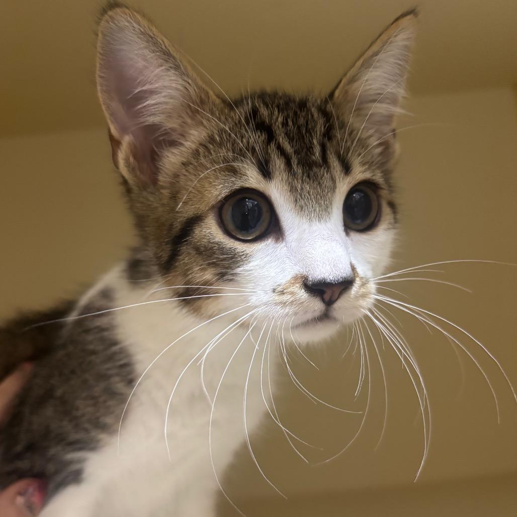 Anya, a Adoptable Domestic Short Hair in Marion, IL image 2/4