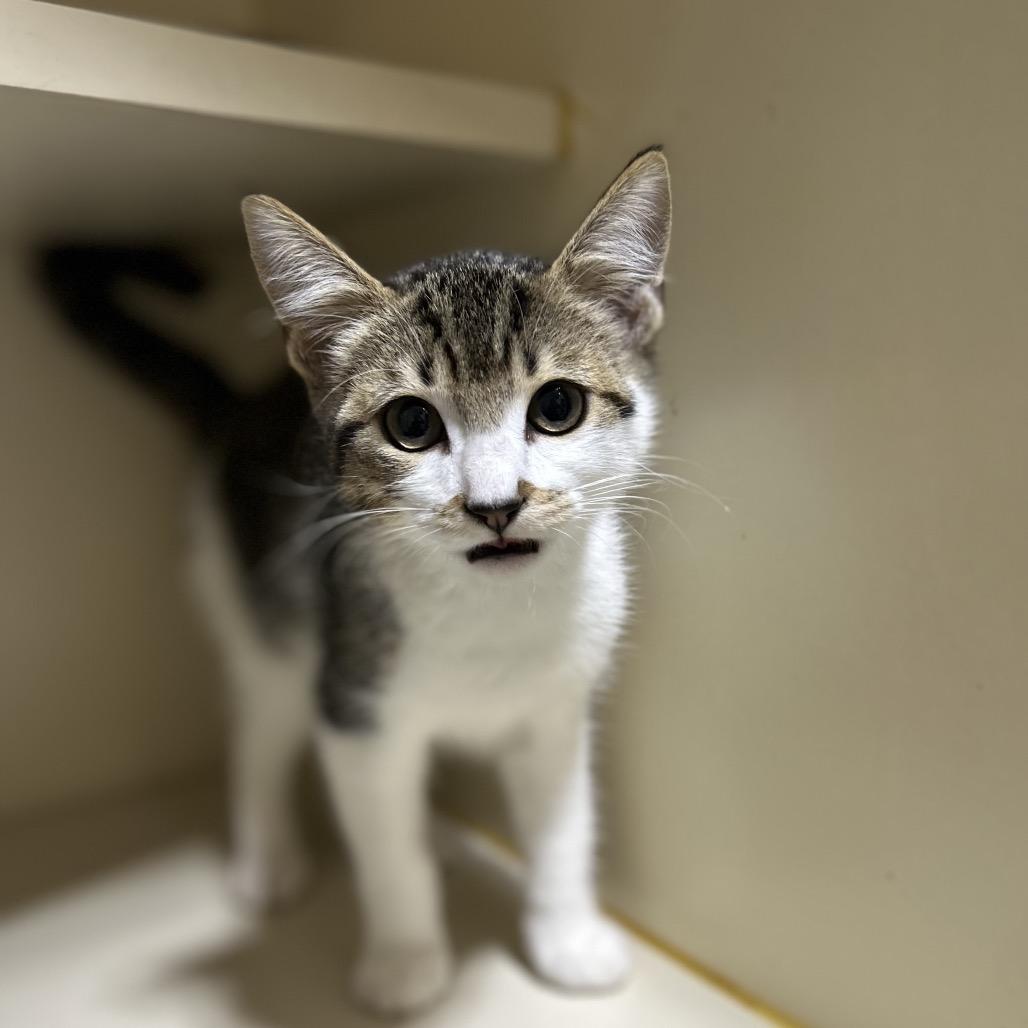 Anya, a Adoptable Domestic Short Hair in Marion, IL image 4/4