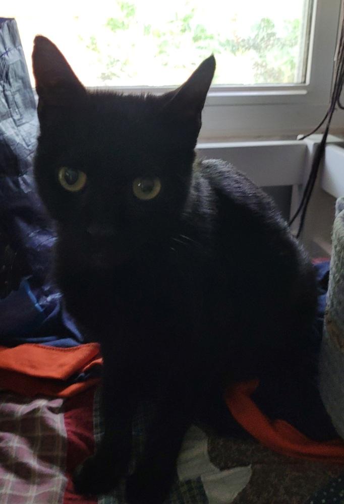 Missy, Adoptable, Adult Female American Shorthair.