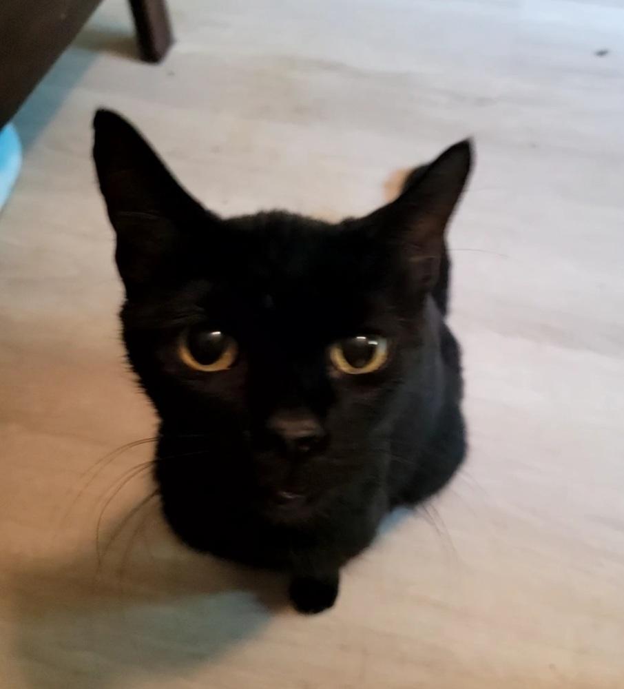 Enlarge Missy, a Adoptable American Shorthair in Tampa, FL image 5/6