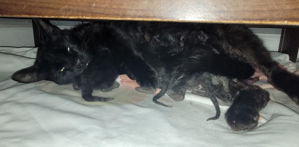 Enlarge Missy, a Adoptable American Shorthair in Tampa, FL image 6/6