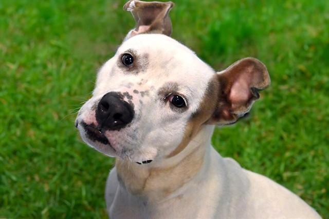 SAINT, Adoptable, Young Male Pit Bull Terrier.