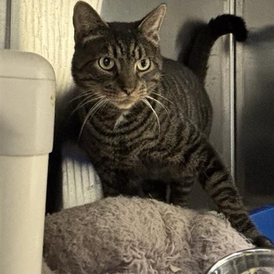 Enlarge Shadow, a Adoptable Domestic Short Hair in Prince Frederick, MD image 5/5