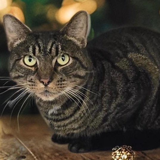 Shadow, Adoptable, Adult Male Domestic Short Hair.