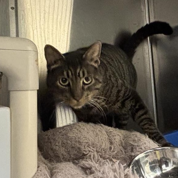 Enlarge Shadow, a Adoptable Domestic Short Hair in Prince Frederick, MD image 4/5