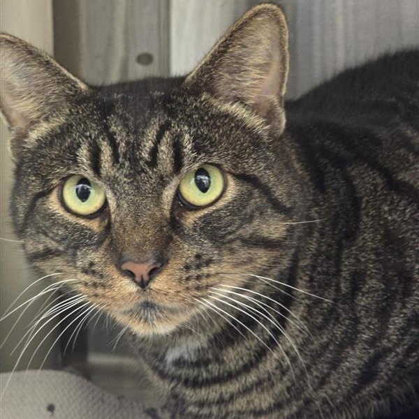 Enlarge Shadow, a Adoptable Domestic Short Hair in Prince Frederick, MD image 1/5