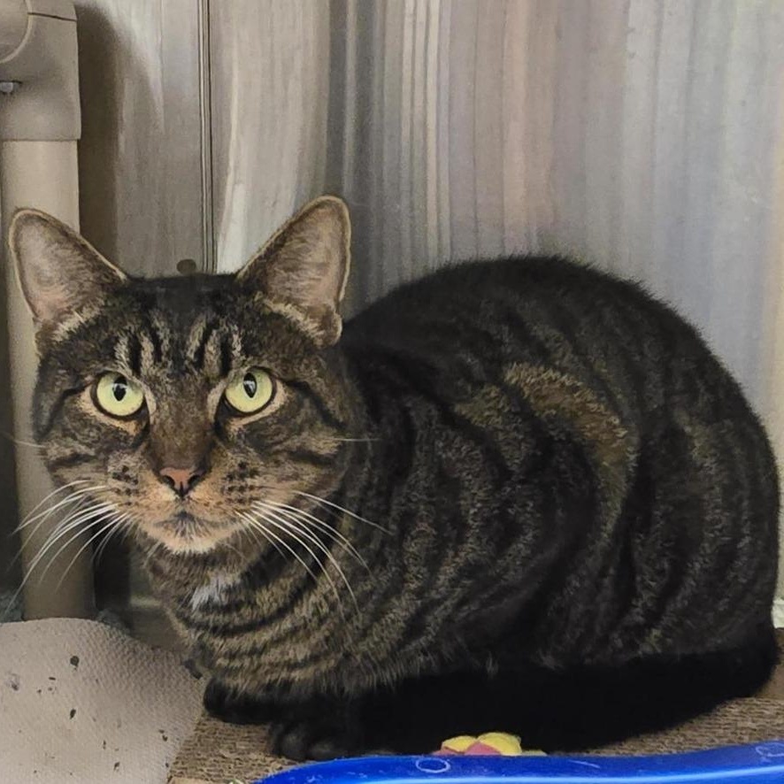 Shadow, Adoptable, Adult Male Domestic Short Hair.