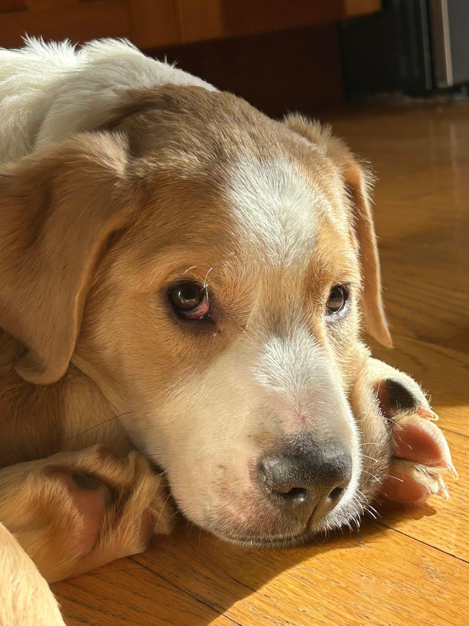 Enlarge Timber, a ADOPTABLE mixed breed in Crystal Lake, IL image 2/6