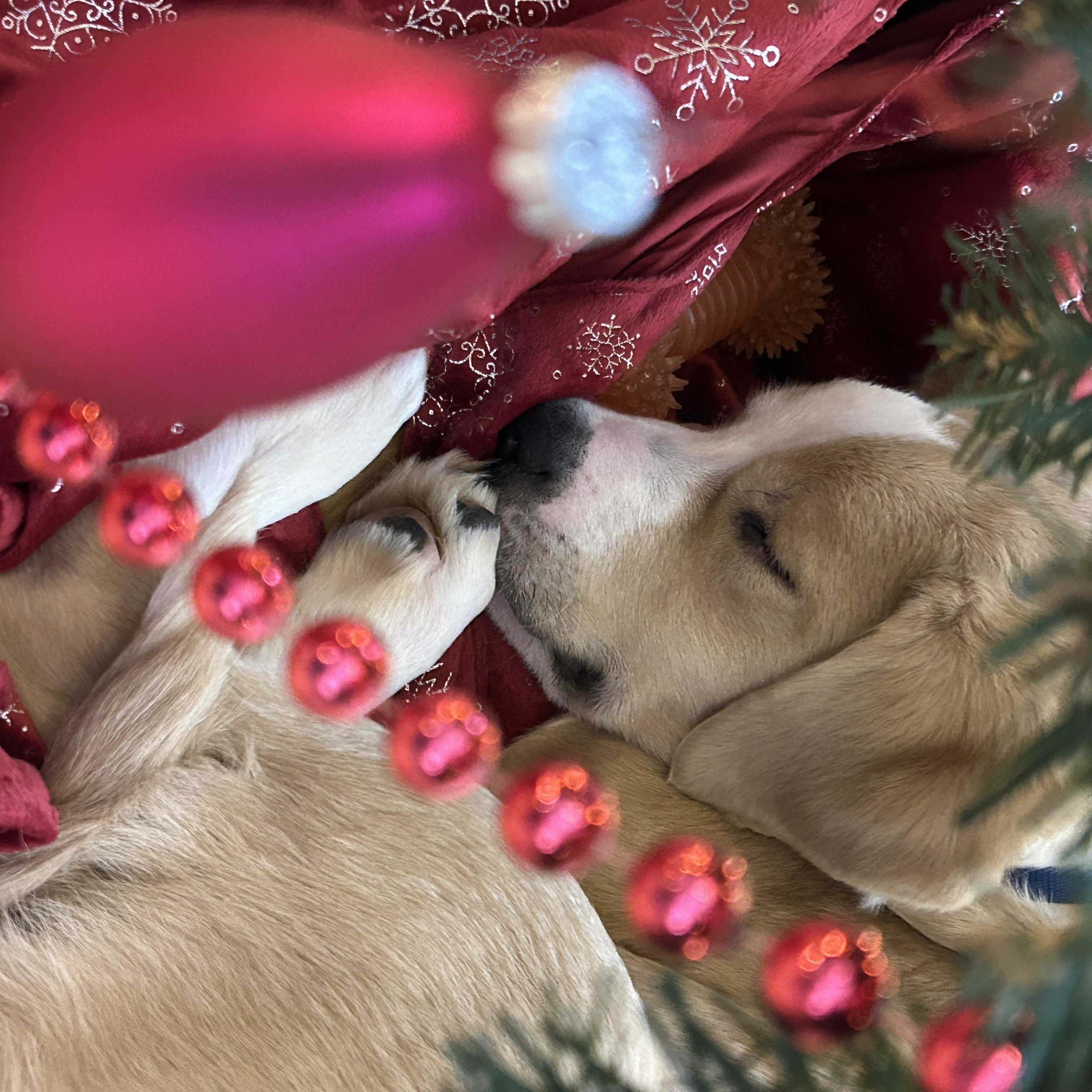 Enlarge Timber, a ADOPTABLE mixed breed in Crystal Lake, IL image 3/6