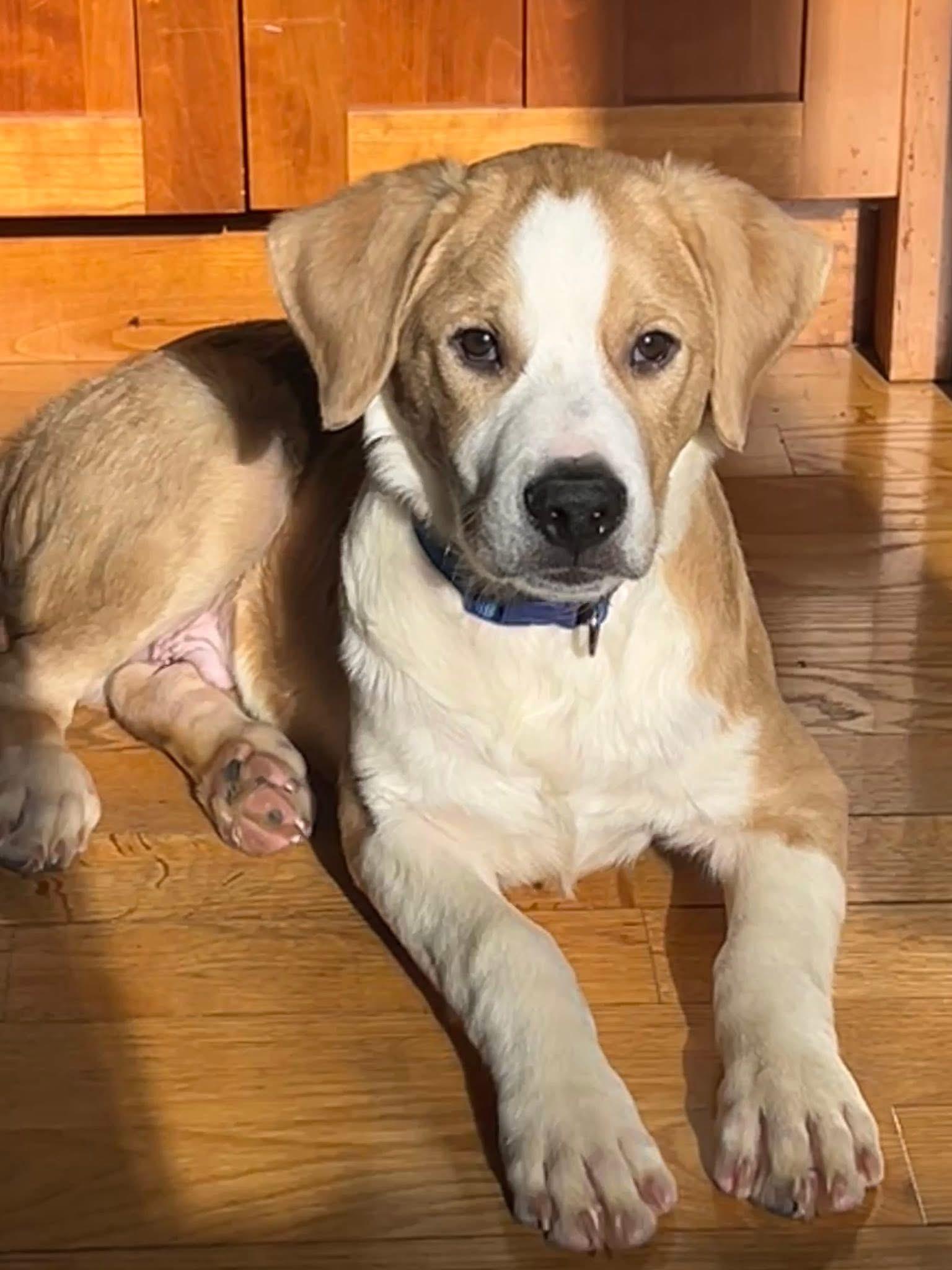 Enlarge Timber, a ADOPTABLE mixed breed in Crystal Lake, IL image 1/6