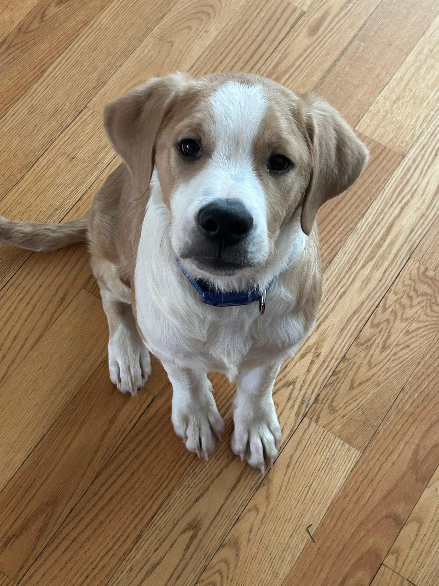 Enlarge Timber, a ADOPTABLE mixed breed in Crystal Lake, IL image 4/6