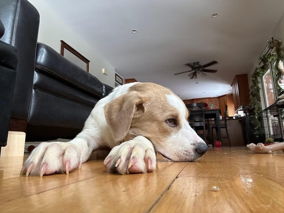 Enlarge Timber, a ADOPTABLE mixed breed in Crystal Lake, IL image 5/6