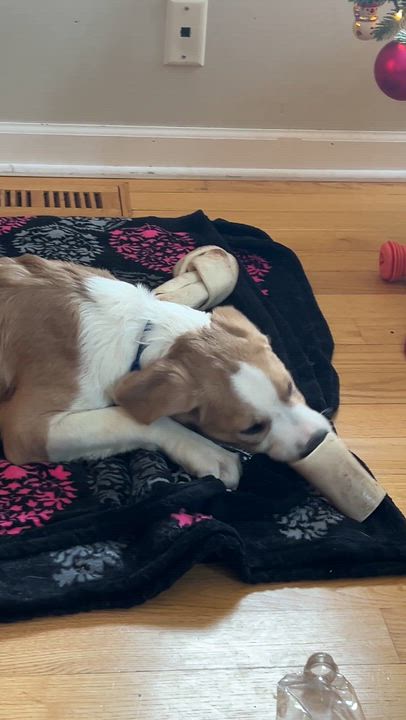 Enlarge Timber, a ADOPTABLE mixed breed in Crystal Lake, IL video 6/6