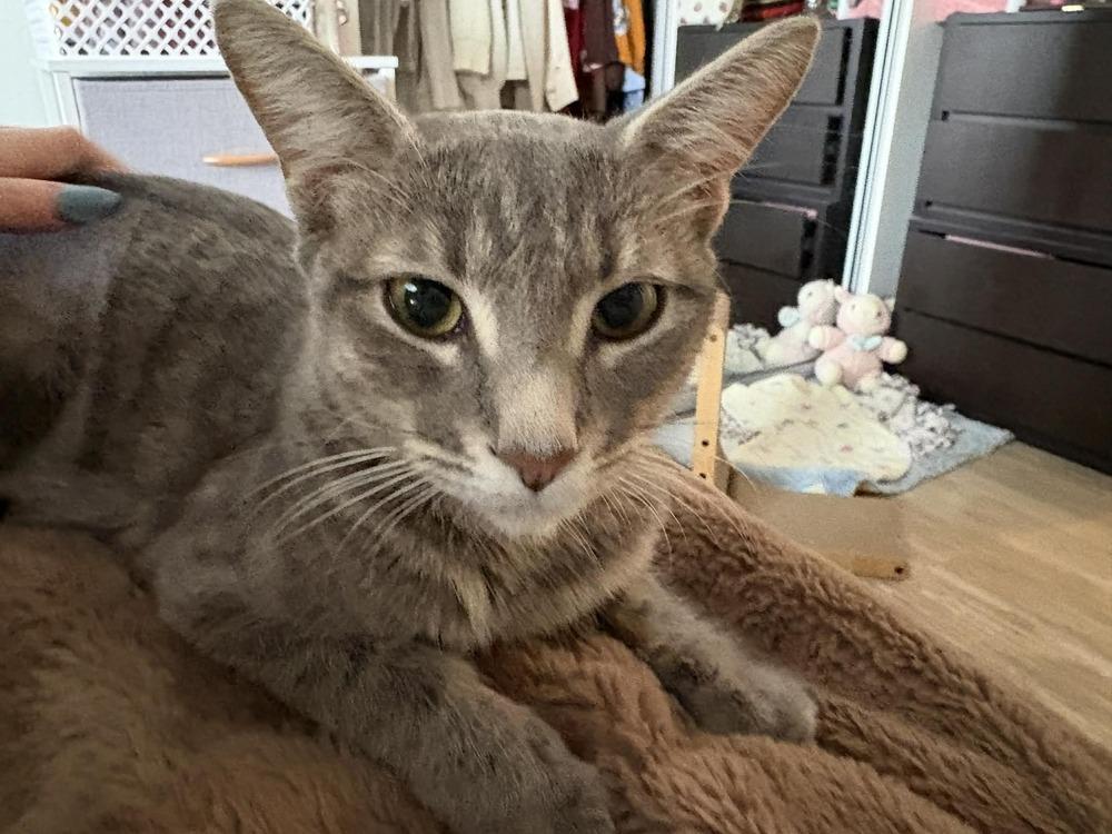 Rosemary 2, Adoptable, Young Female Domestic Short Hair.