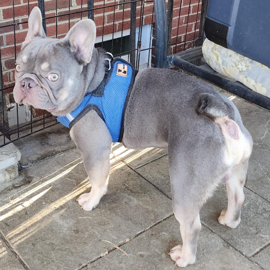 Lester - Adoption Pending, Adoptable, Adult Male French Bulldog.