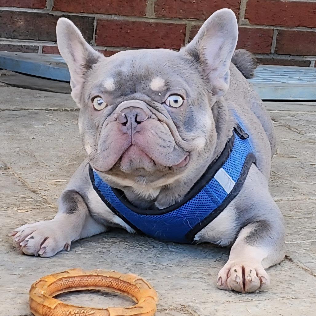 Enlarge Lester - Adoption Pending, a Adoptable French Bulldog in Glenelg, MD image 2/5