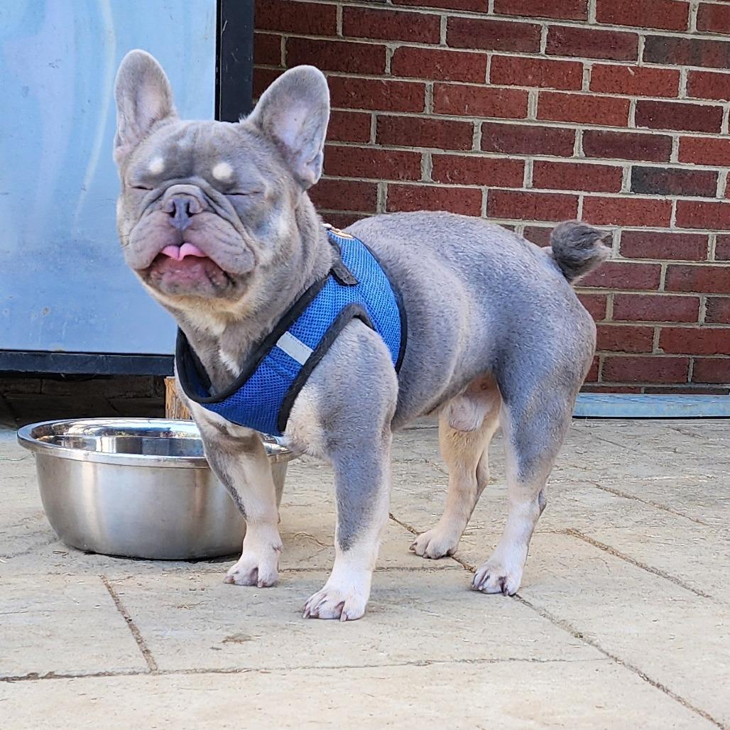 Enlarge Lester - Adoption Pending, a Adoptable French Bulldog in Glenelg, MD image 4/5