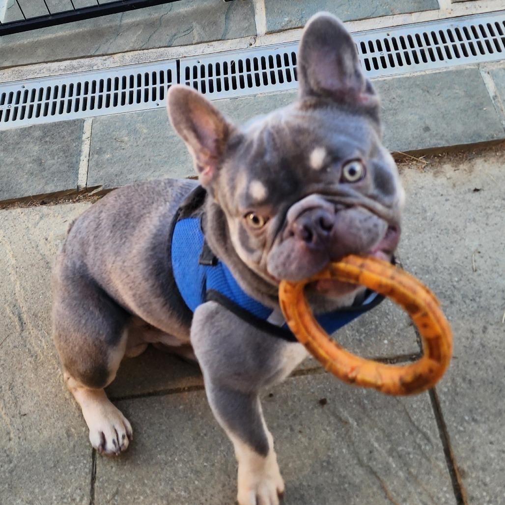 Enlarge Lester - Adoption Pending, a Adoptable French Bulldog in Glenelg, MD image 5/5