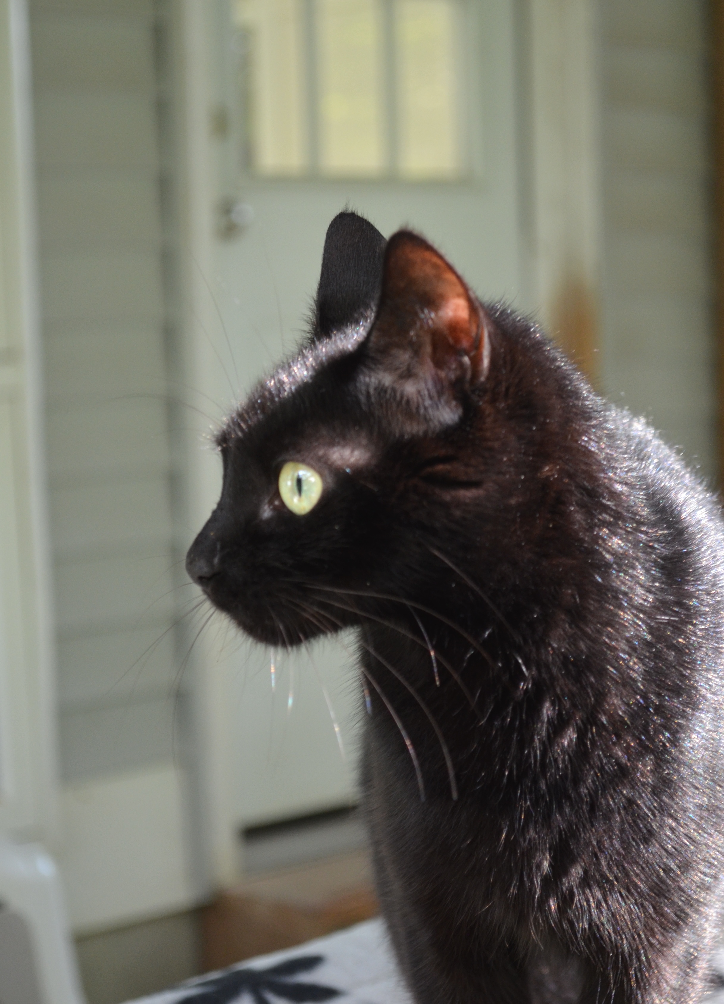 Pepper