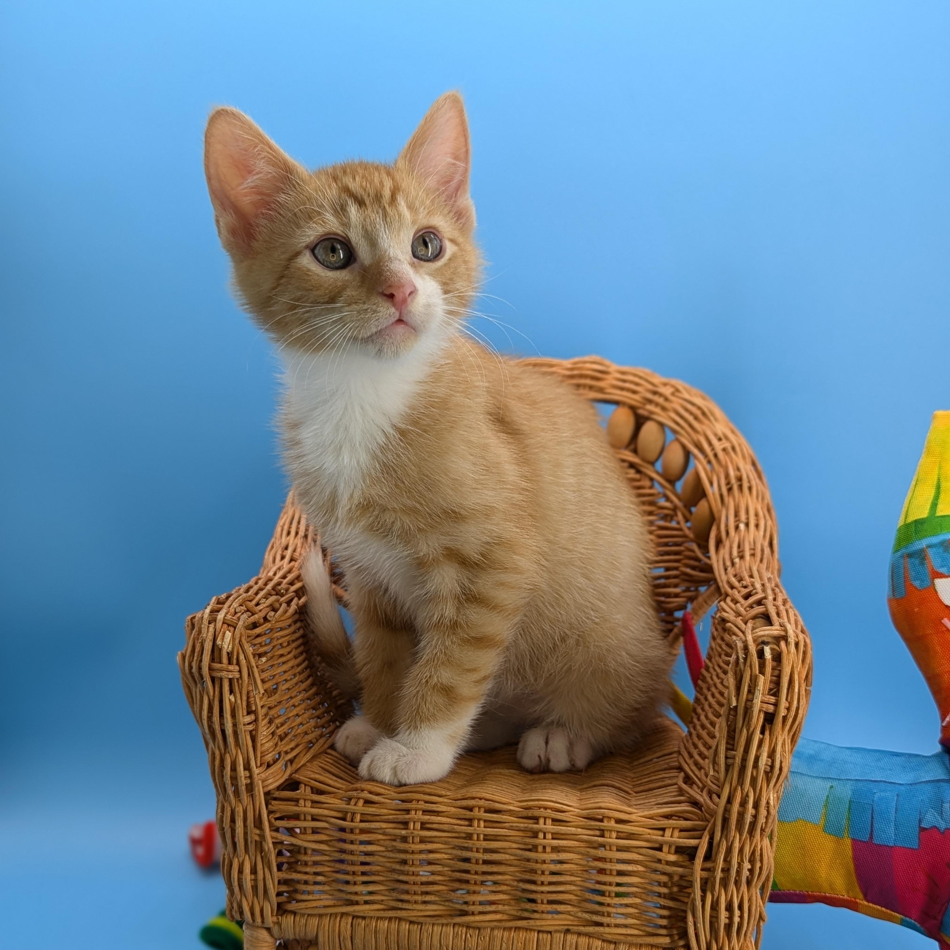 Apricot (The Fruitlets) Domestic Short Hair Cat