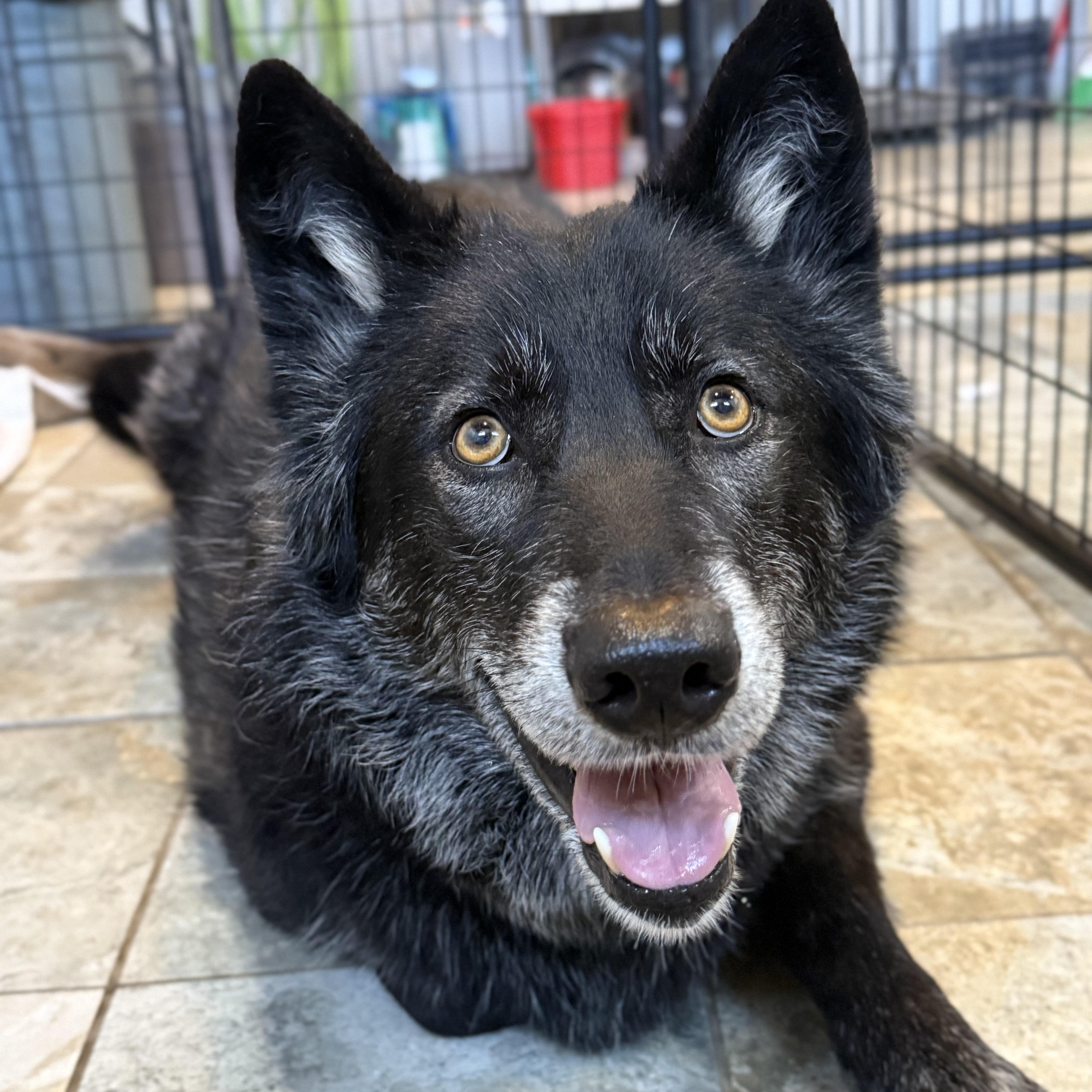 Enlarge Nikki, an adoptable mixed breed in Spencer, IA image 2/3