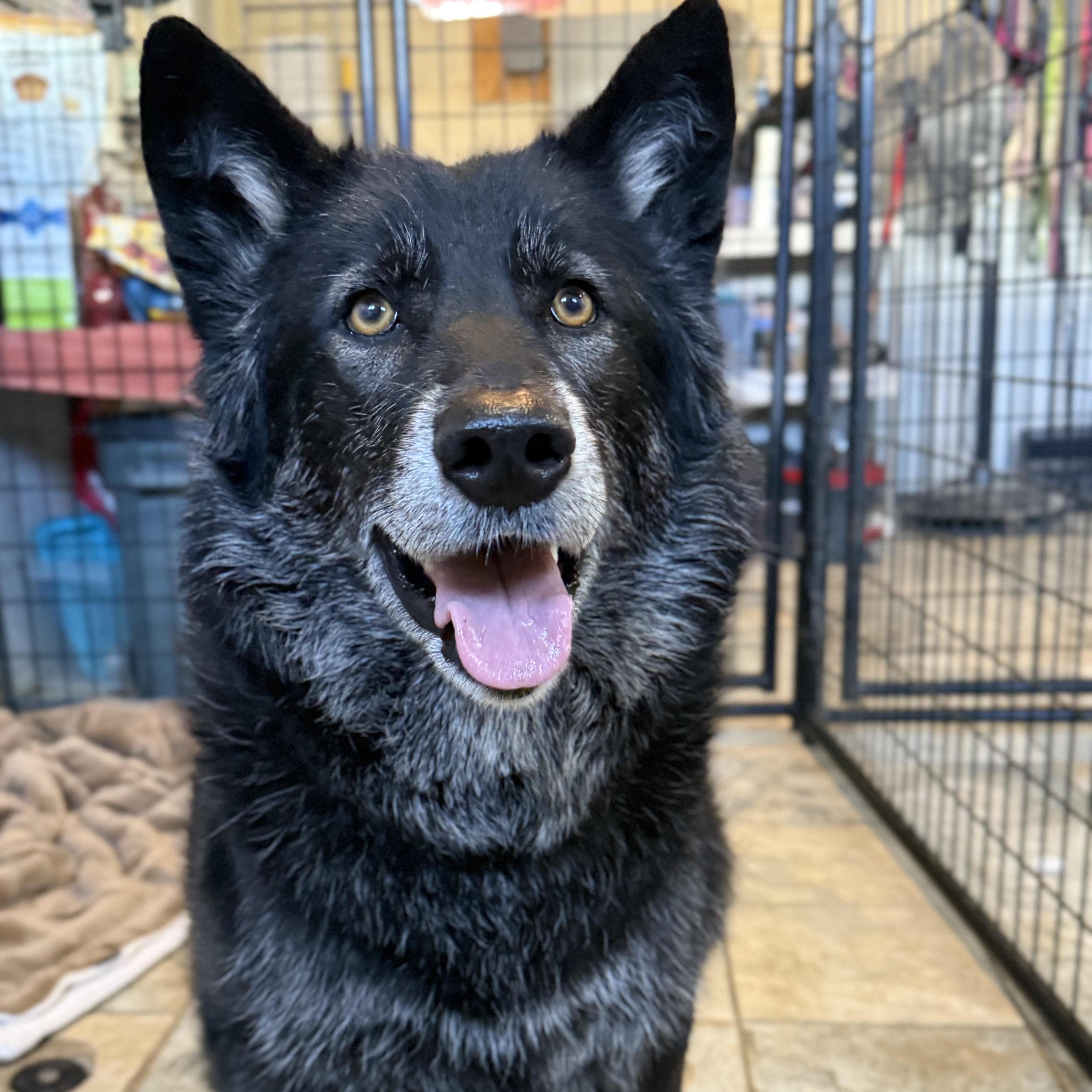 Nikki, adoptable, Adult Female Husky & Shepherd.