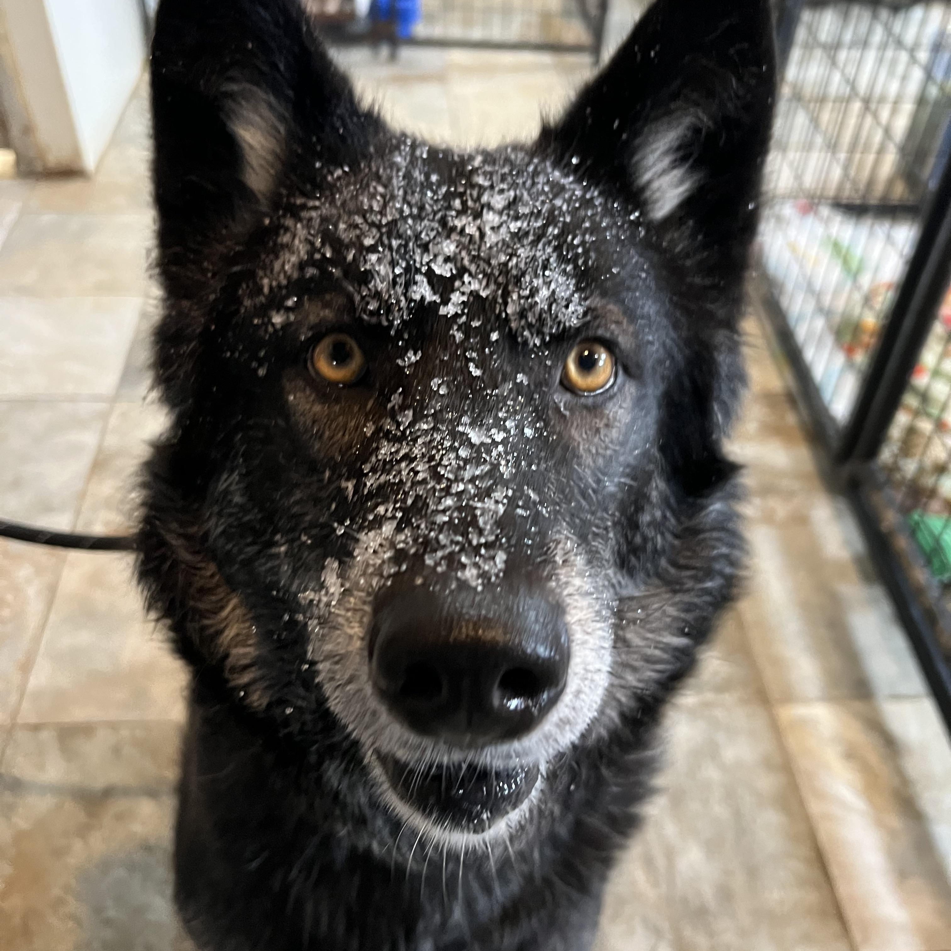 Enlarge Nikki, a Adoptable mixed breed in Spencer, IA image 1/3