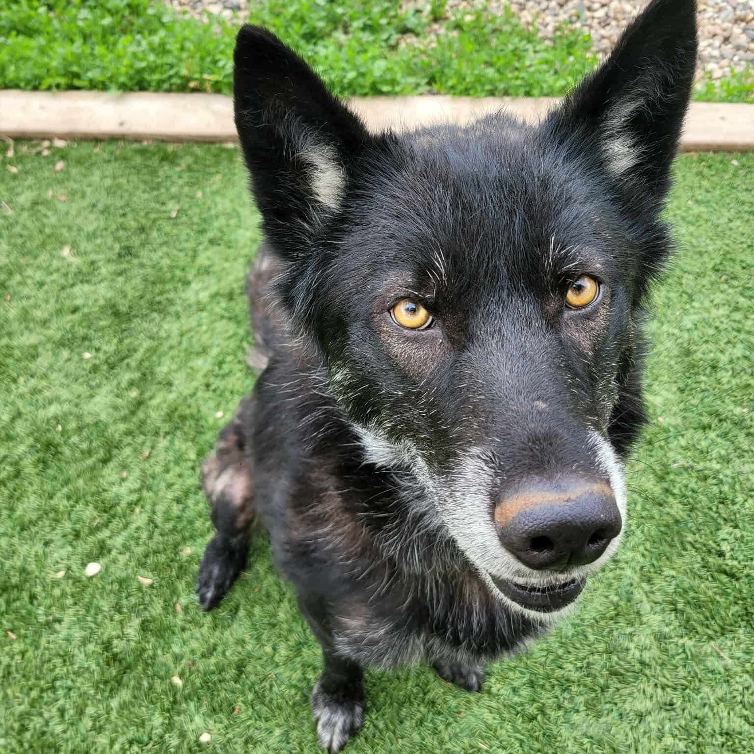 Enlarge Nikki, a Adoptable mixed breed in Spencer, IA image 2/3