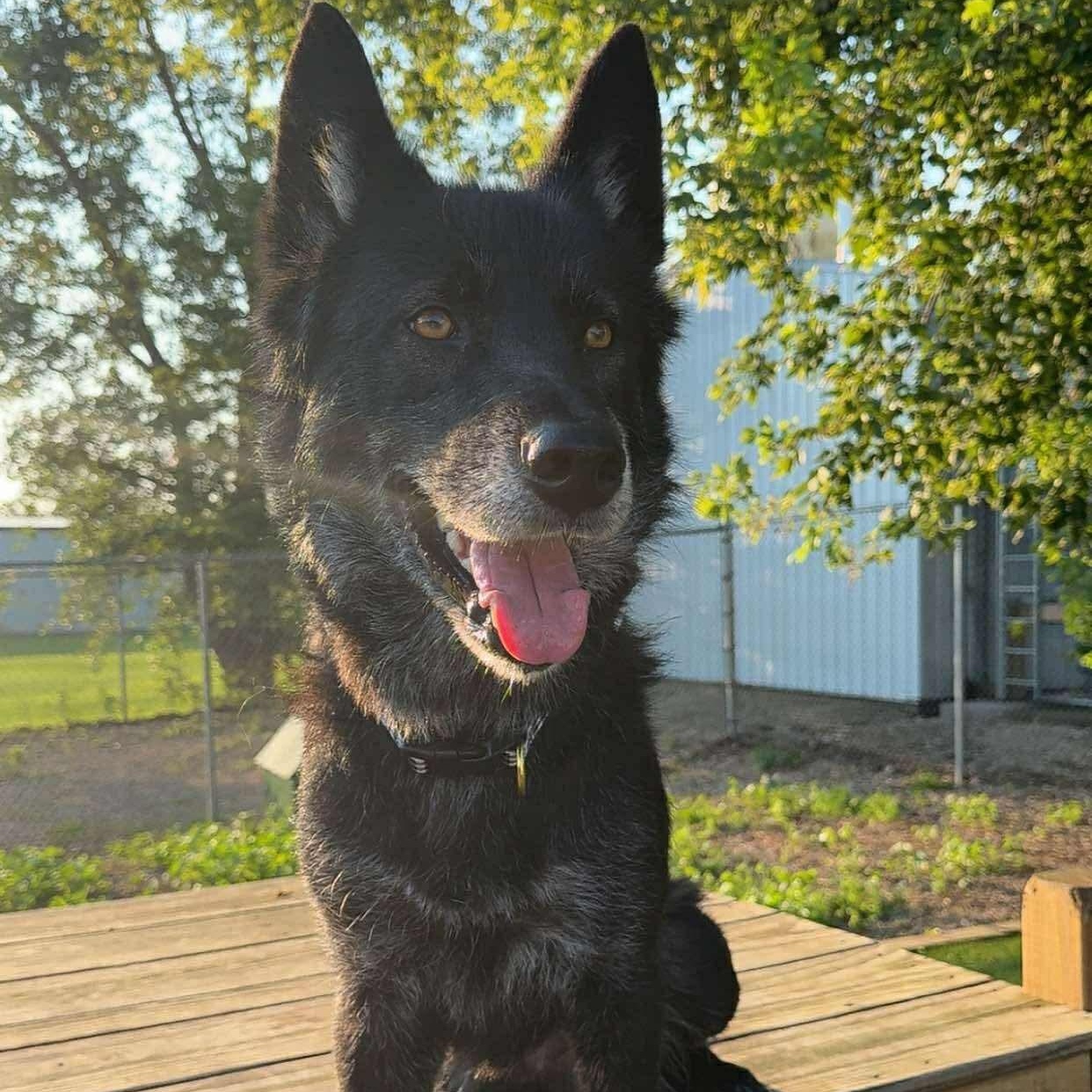 Enlarge Nikki, a Adoptable mixed breed in Spencer, IA image 3/3