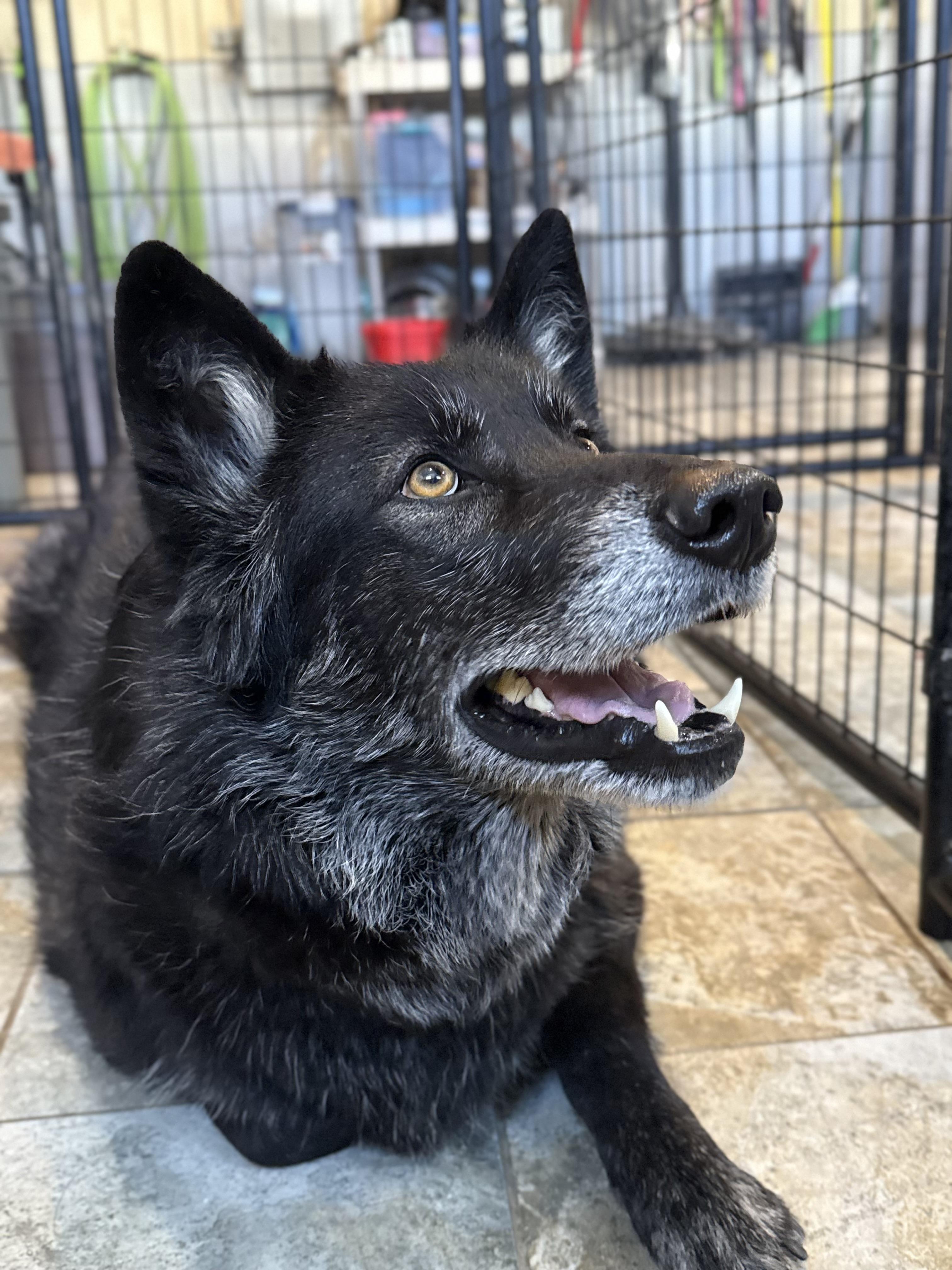 Enlarge Nikki, an adoptable mixed breed in Spencer, IA image 3/3