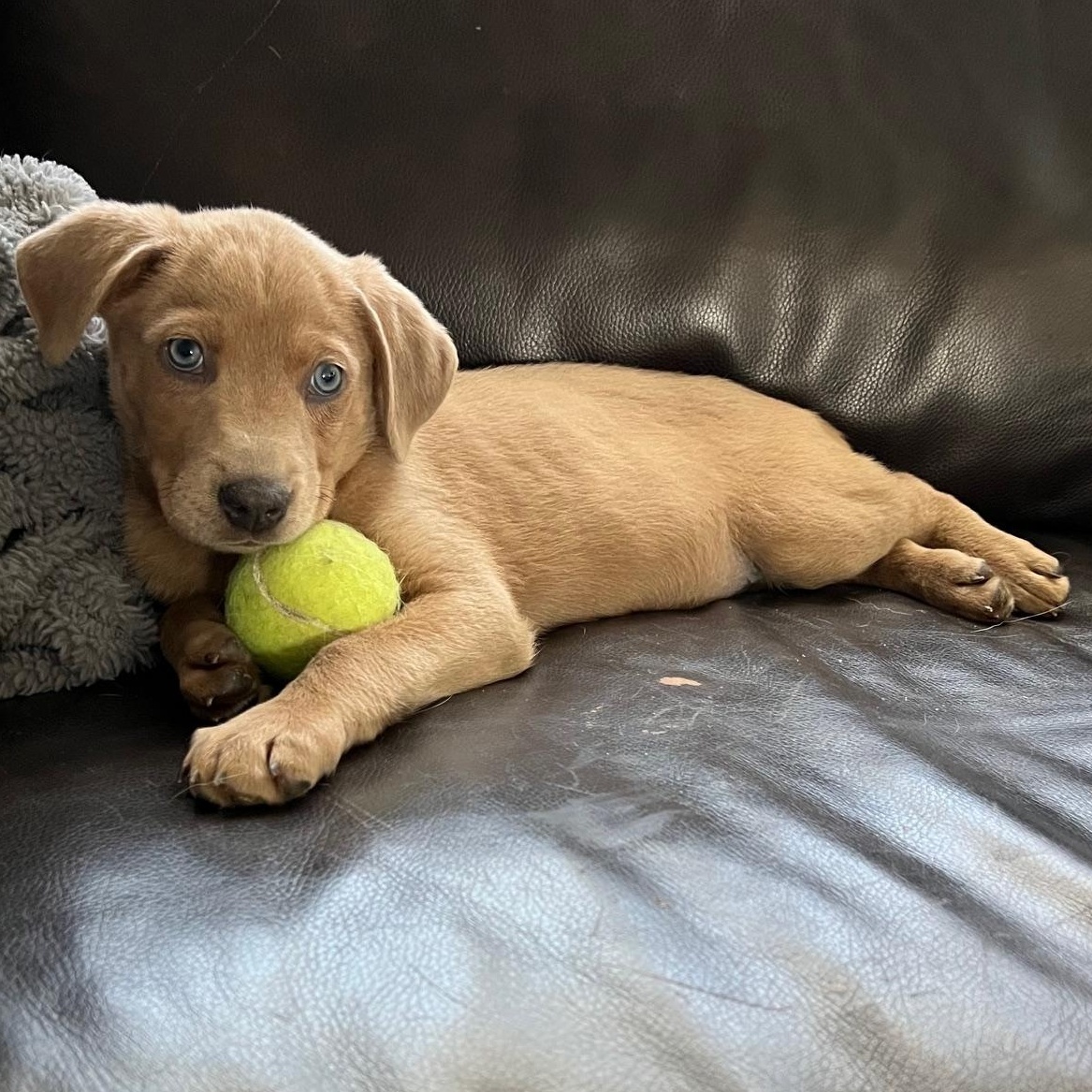 Enlarge Zephyr, a ADOPTABLE mixed breed in Minneapolis, MN image 2/5
