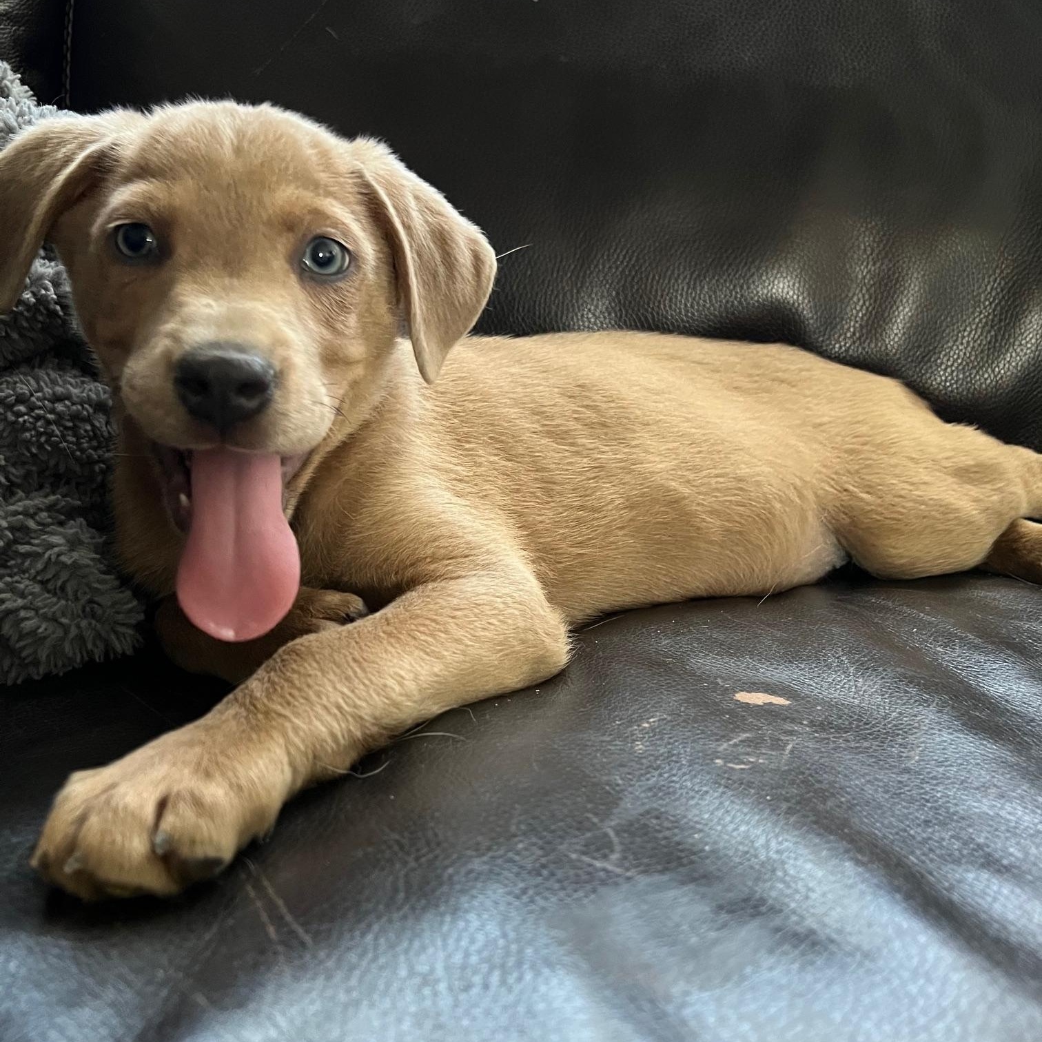 Enlarge Zephyr, a ADOPTABLE mixed breed in Minneapolis, MN image 1/5